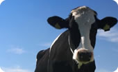 Dairy Applications