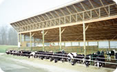 heifer dry cow