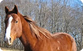 Horse Applications