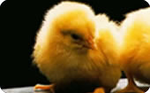 Poultry Applications