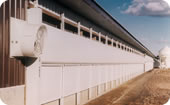broiler breeder barn system
