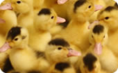 duck ventilation systems