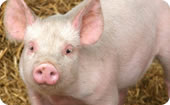 Swine Applications