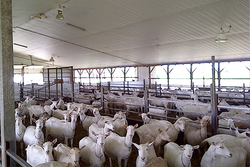 Goats in a Barn