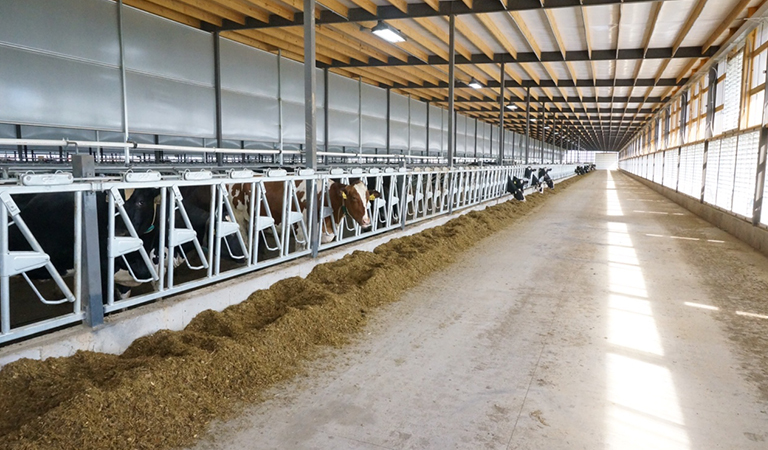 Interior Photo of Barn Featuring Cross Flow Ventilation