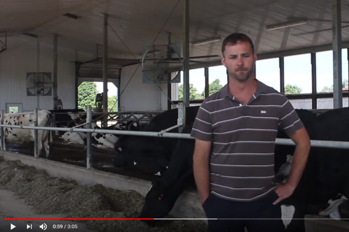 Farmer in Front of Cows