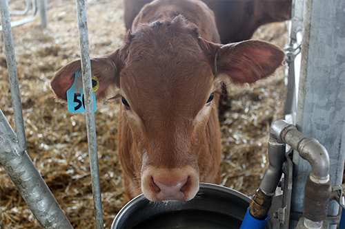 Drinking Calf