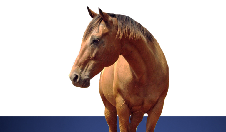 Horse - Equine Housing