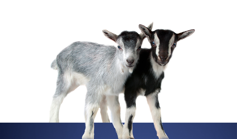 Goats - Custom Housing