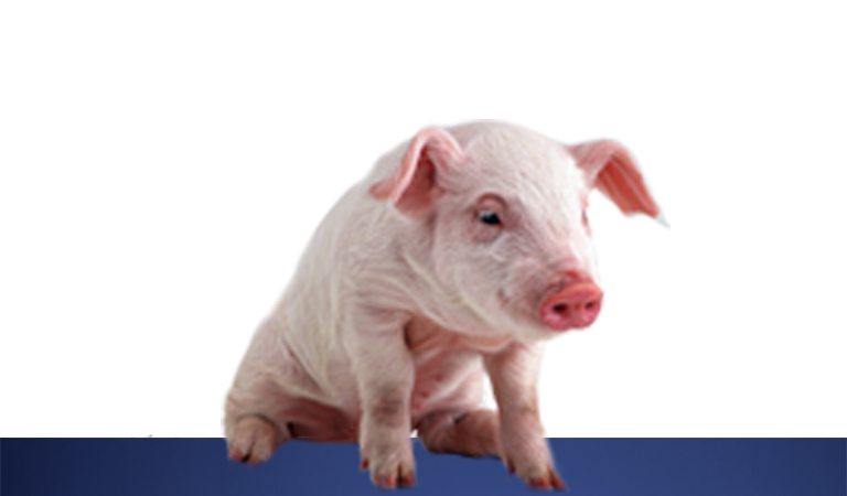 Swine Housing Swine Housing